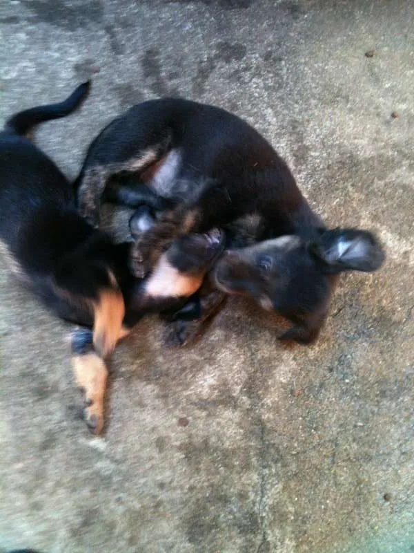 Cachorro ra a VIRALATA idade Abaixo de 2 meses nome ADOTE