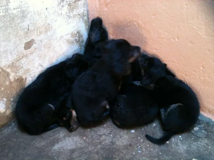 Cachorro ra a VIRALATA idade Abaixo de 2 meses nome ADOTE