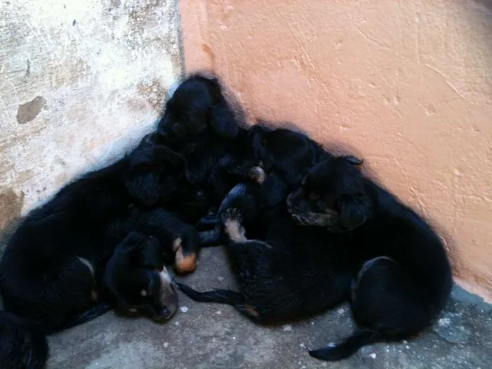 Cachorro ra a VIRALATA idade Abaixo de 2 meses nome ADOTE
