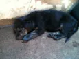 ADOTE