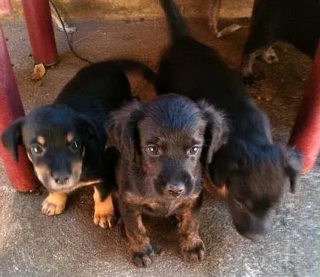 Cachorro ra a VIRALATA idade Abaixo de 2 meses nome ADOTE