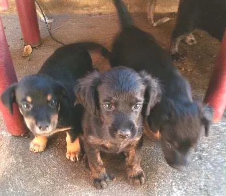 Cachorro ra a VIRALATA idade Abaixo de 2 meses nome ADOTE