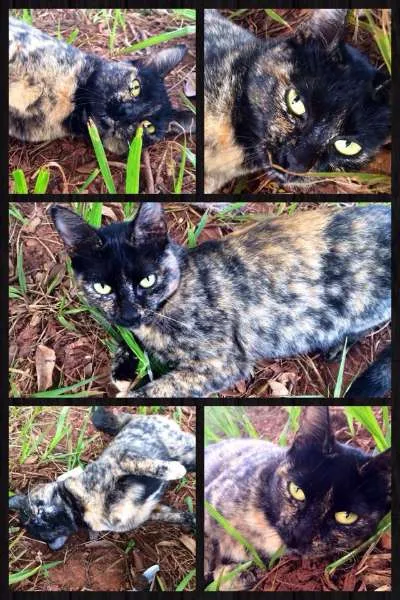 Gato ra a SRD idade 1 ano nome Fefê