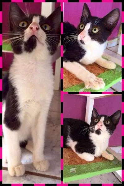 Gato ra a SRD idade 2 a 6 meses nome Lua