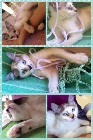 Gato raça SRD idade  nome Apollo Pipoco