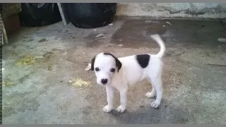 Cachorro ra a SRD idade Abaixo de 2 meses nome filhotes