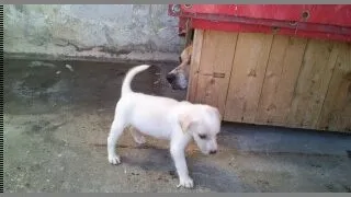 Cachorro ra a SRD idade Abaixo de 2 meses nome filhotes
