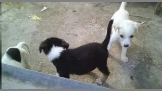 Cachorro ra a SRD idade Abaixo de 2 meses nome filhotes