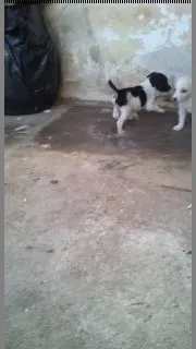 Cachorro ra a SRD idade Abaixo de 2 meses nome filhotes