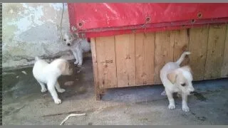 Cachorro ra a SRD idade Abaixo de 2 meses nome filhotes
