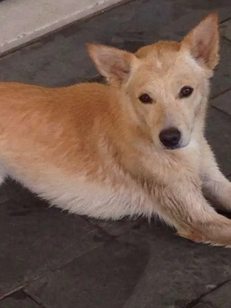 Cachorro ra a Indefinida idade 2 anos nome Mayllow