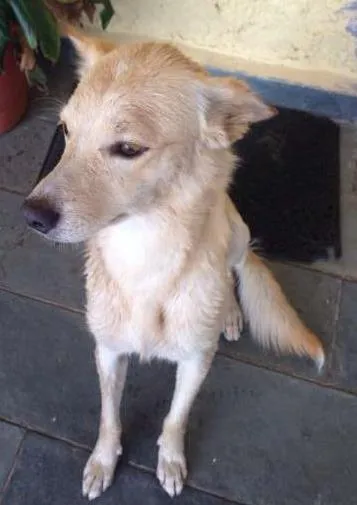 Cachorro ra a Indefinida idade 2 anos nome Mayllow