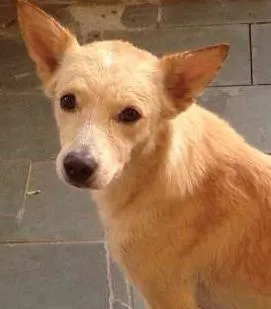 Cachorro ra a Indefinida idade 2 anos nome Mayllow