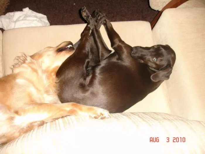 Cachorro ra a SRD idade 4 anos nome Jimmy