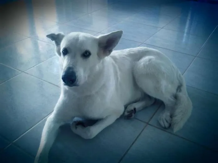 Cachorro raça PASTORA CANADENSE idade 6 ou mais anos nome SHIRA