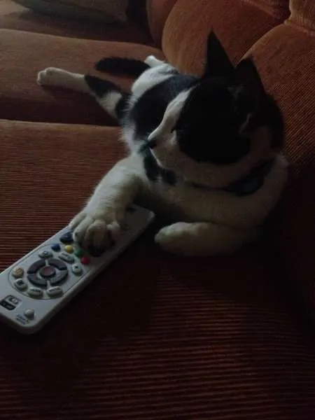 Gato ra a  sem raça idade 2 a 6 meses nome Romeu