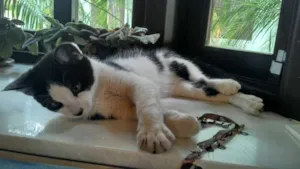 Gato raça  sem raça idade 2 a 6 meses nome Romeu