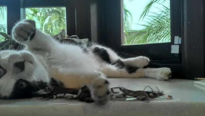 Gato ra a  sem raça idade 2 a 6 meses nome Romeu