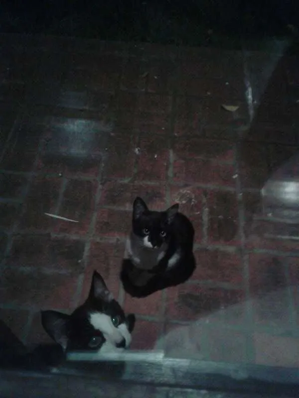 Gato ra a  sem raça idade  nome Geraldo