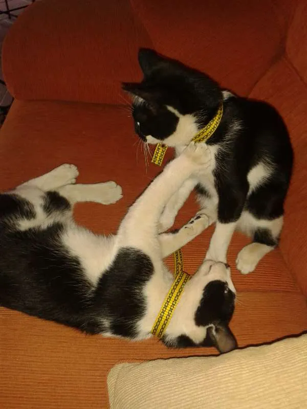 Gato ra a  sem raça idade  nome Geraldo