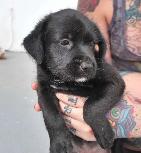 Cachorro ra a SRD idade Abaixo de 2 meses nome Filhotinhos 45 dias