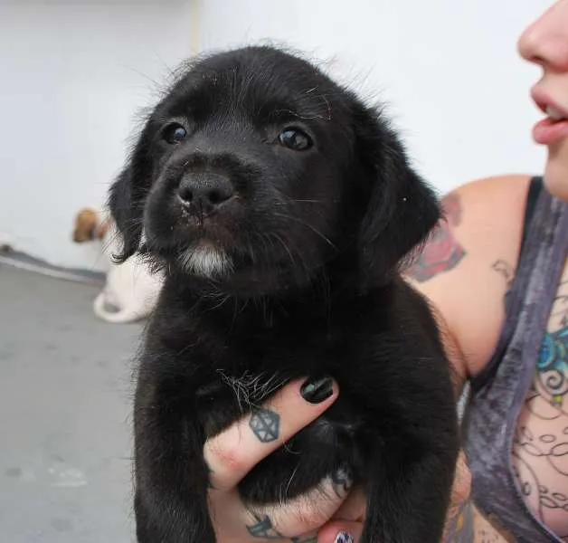 Cachorro ra a SRD idade Abaixo de 2 meses nome Filhotinhos 45 dias