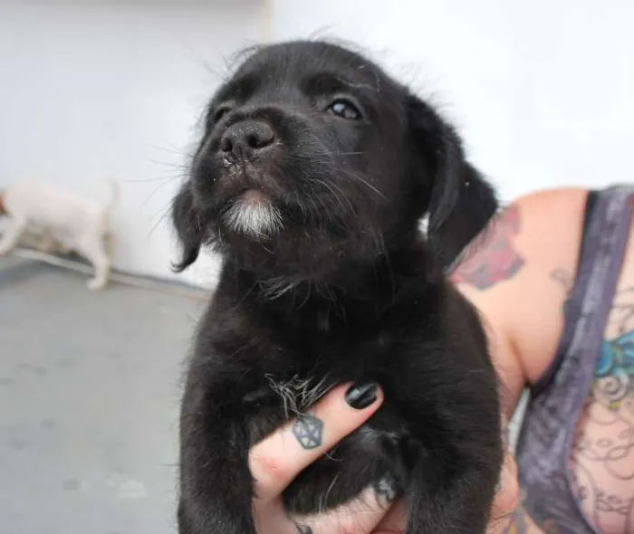 Cachorro ra a SRD idade Abaixo de 2 meses nome Filhotinhos 45 dias