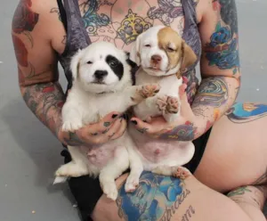 Cachorro raça SRD idade Abaixo de 2 meses nome Filhotinhos 45 dias