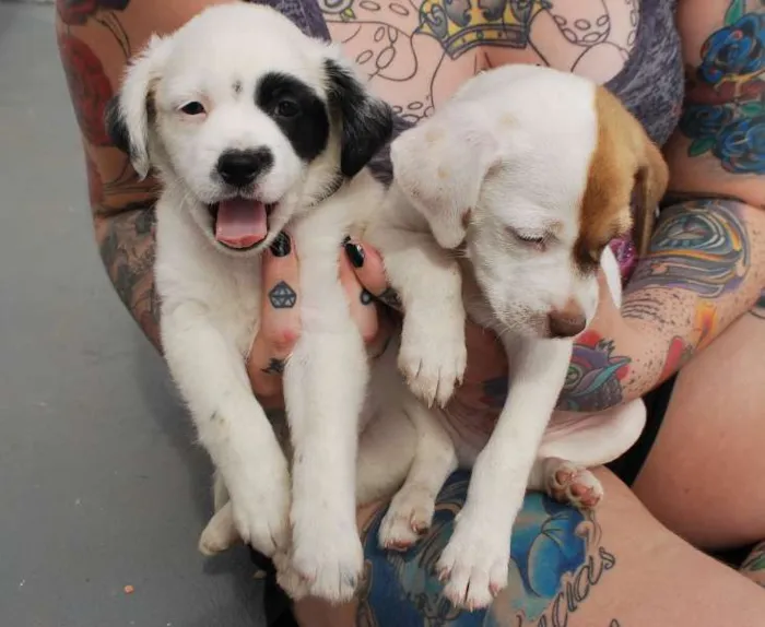 Cachorro ra a SRD idade Abaixo de 2 meses nome Filhotinhos 45 dias