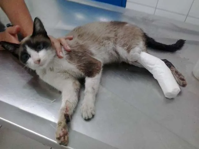 Gato ra a sem raça idade 3 anos nome Gatinha