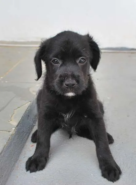 Cachorro ra a  idade Abaixo de 2 meses nome Filhotinho porte médio
