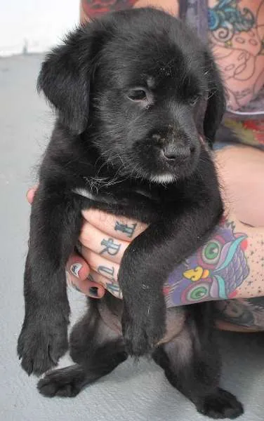 Cachorro ra a  idade Abaixo de 2 meses nome Filhotinho porte médio