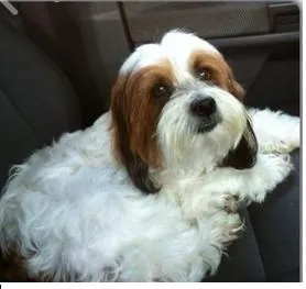 Cachorro ra a Lhasa Apso idade 6 ou mais anos nome baby GRATIFICA