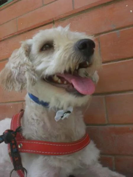 Cachorro ra a Podlee idade 3 anos nome Boby