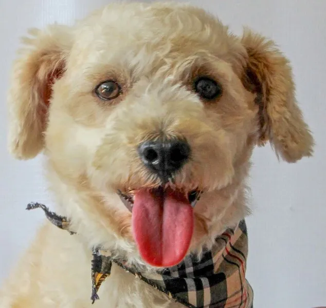 Cachorro ra a POODLE idade 1 ano nome CADU