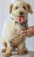 CADU