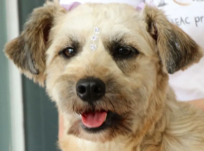 Cachorro ra a POODLE idade 2 anos nome MIRELLA