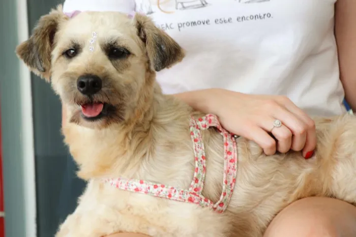 Cachorro ra a POODLE idade 2 anos nome MIRELLA