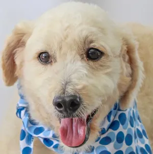 Cachorro raça POODLE idade 2 anos nome JIMMY