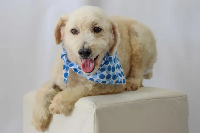 Cachorro ra a POODLE idade 2 anos nome JIMMY
