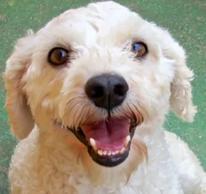 Cachorro raça POODLE idade 5 anos nome TOFF