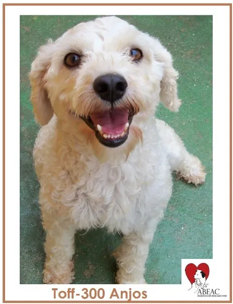 Cachorro ra a POODLE idade 5 anos nome TOFF