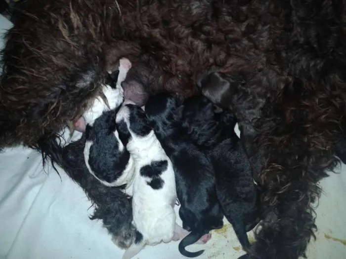 Cachorro ra a  idade Abaixo de 2 meses nome filhote