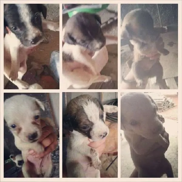 Cachorro ra a Sem raça idade Abaixo de 2 meses nome Sem nome
