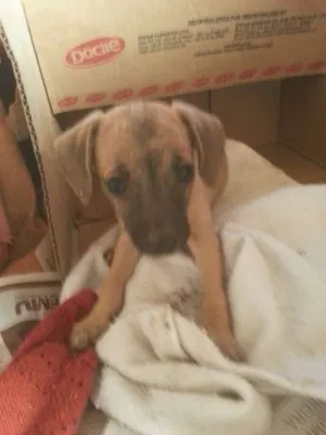 Cachorro raça Sem raça idade Abaixo de 2 meses nome Sem nome