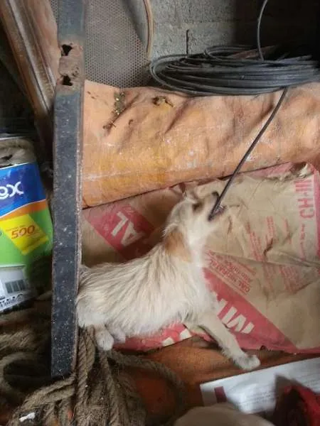 Cachorro ra a Sem raça idade Abaixo de 2 meses nome Sem nome