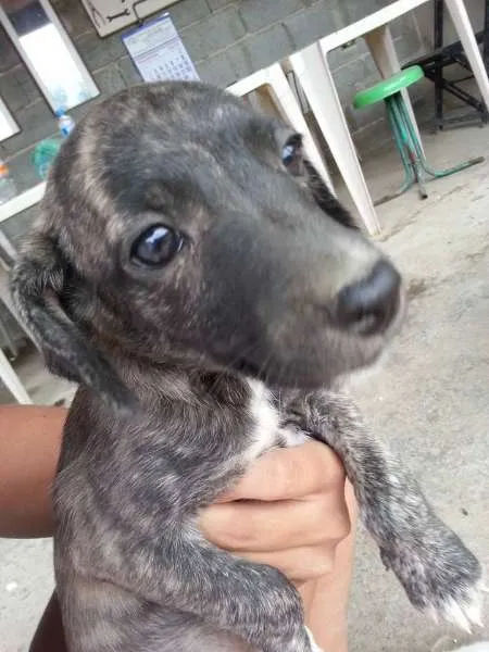 Cachorro ra a Sem raça idade Abaixo de 2 meses nome Sem nome