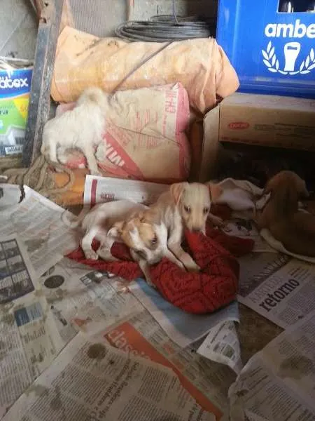 Cachorro ra a Sem raça idade Abaixo de 2 meses nome Sem nome