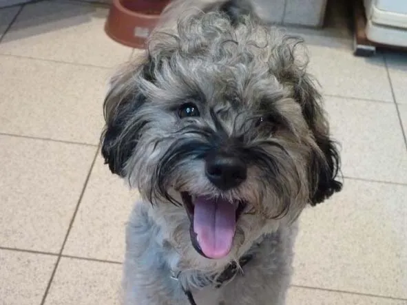 Cachorro ra a SRD idade 1 ano nome Mane