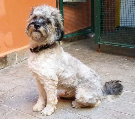 Cachorro ra a SRD idade 1 ano nome Mane
